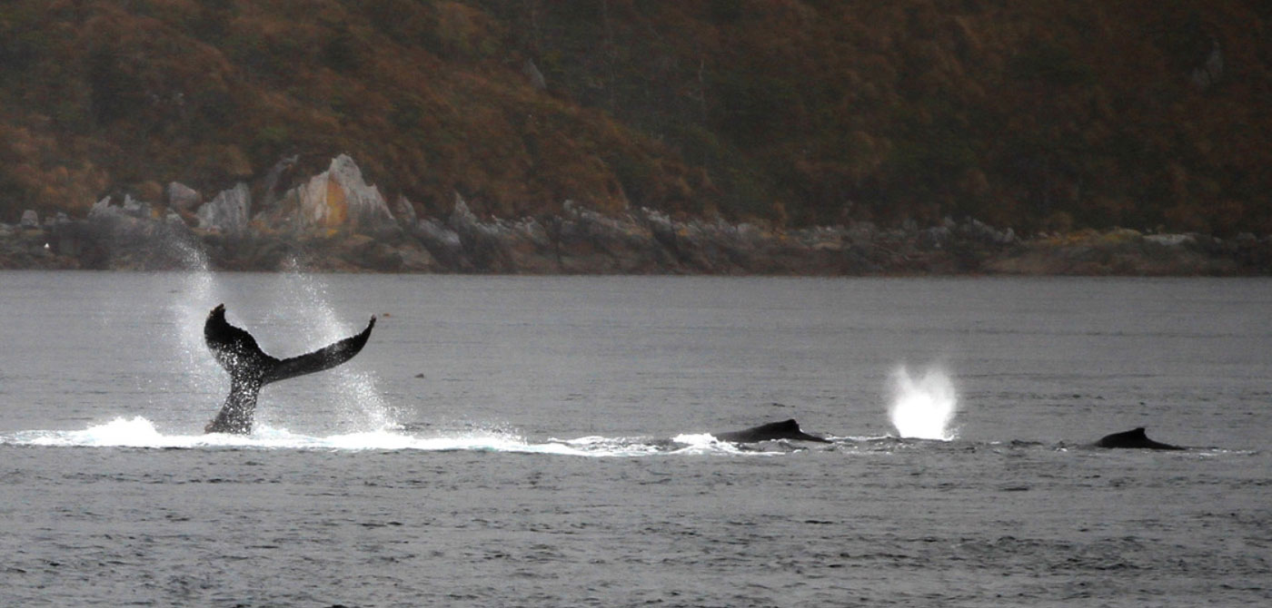 Avistaje de Ballena Jorobada