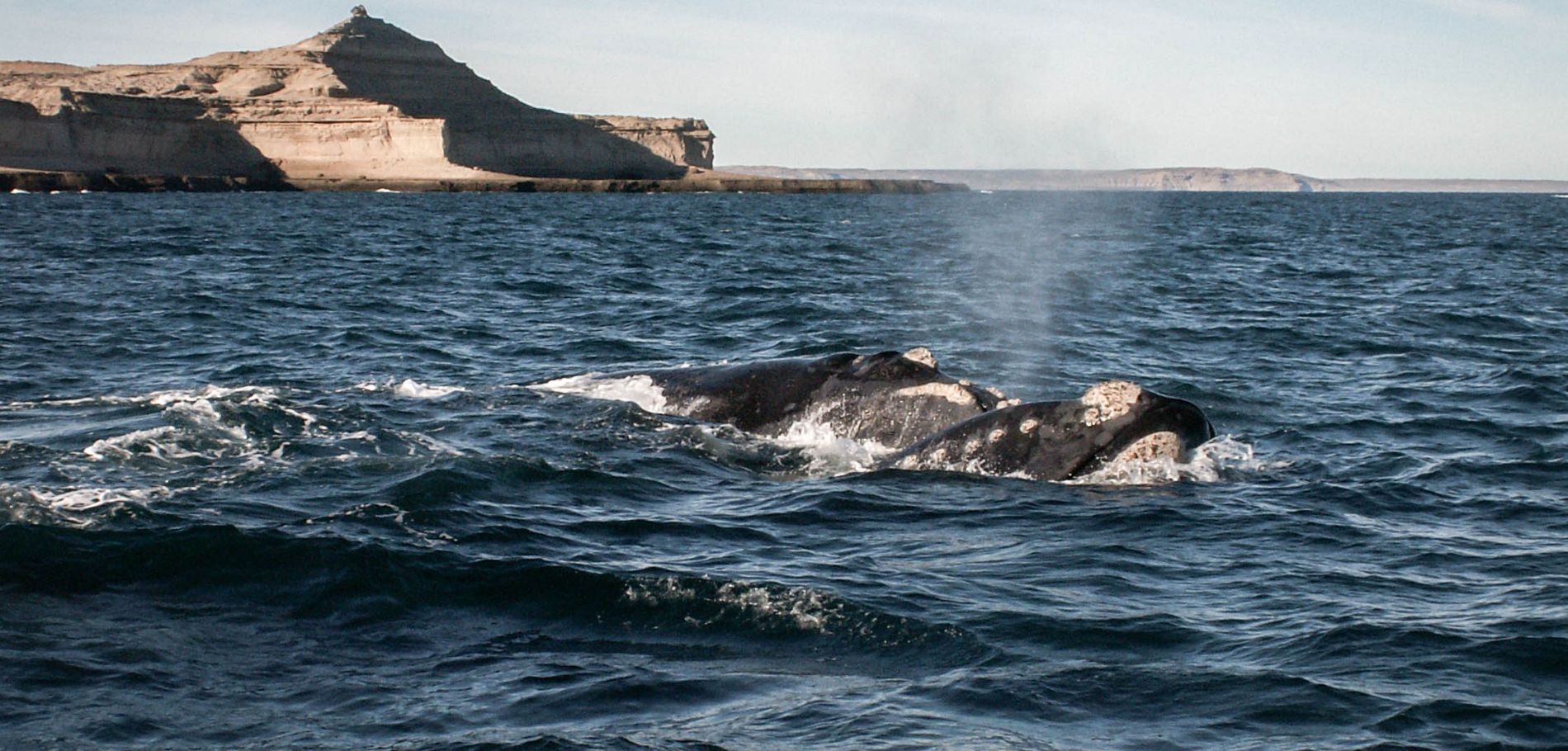 Avistaje de Ballenas - 1