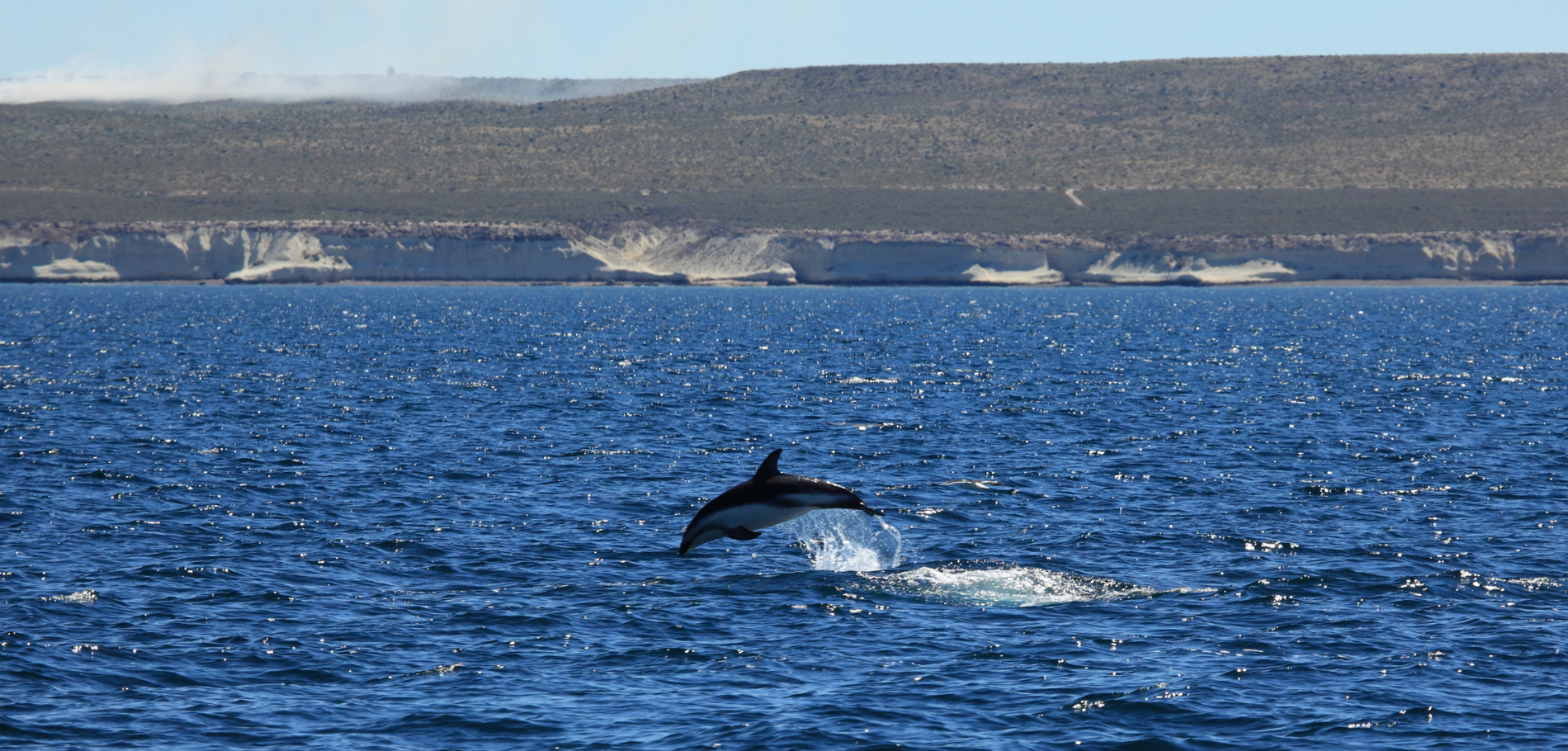 Avistaje de Delfines
