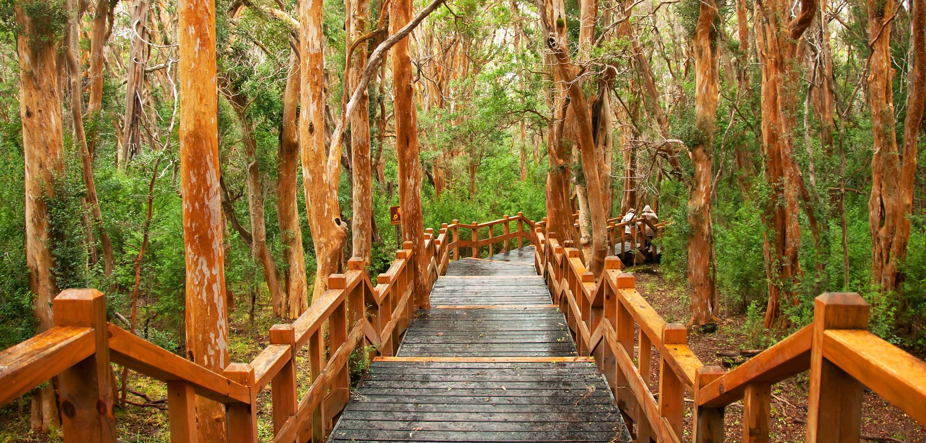 Bosque de Arrayanes - 1