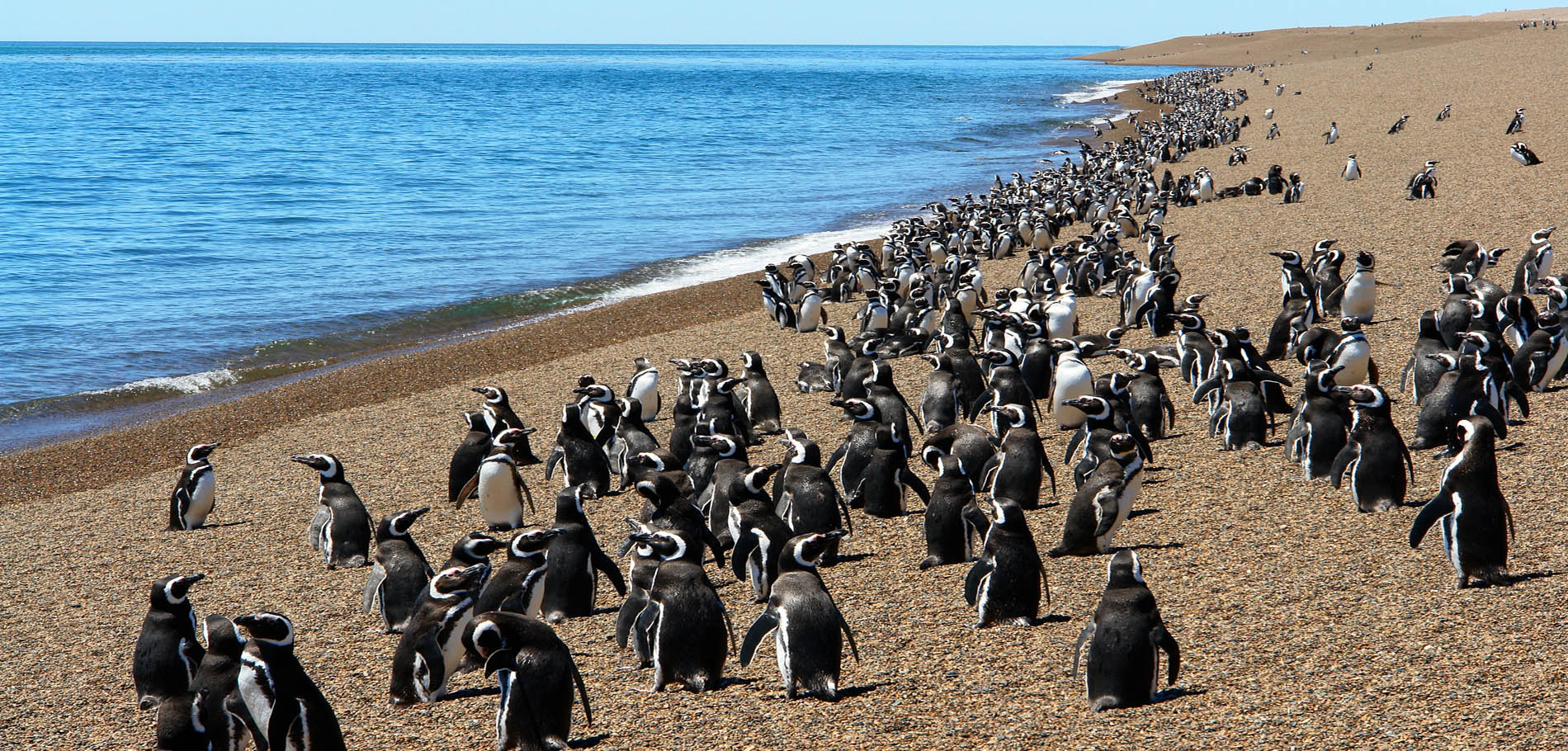 Península y Pingüinera San Lorenzo - 1